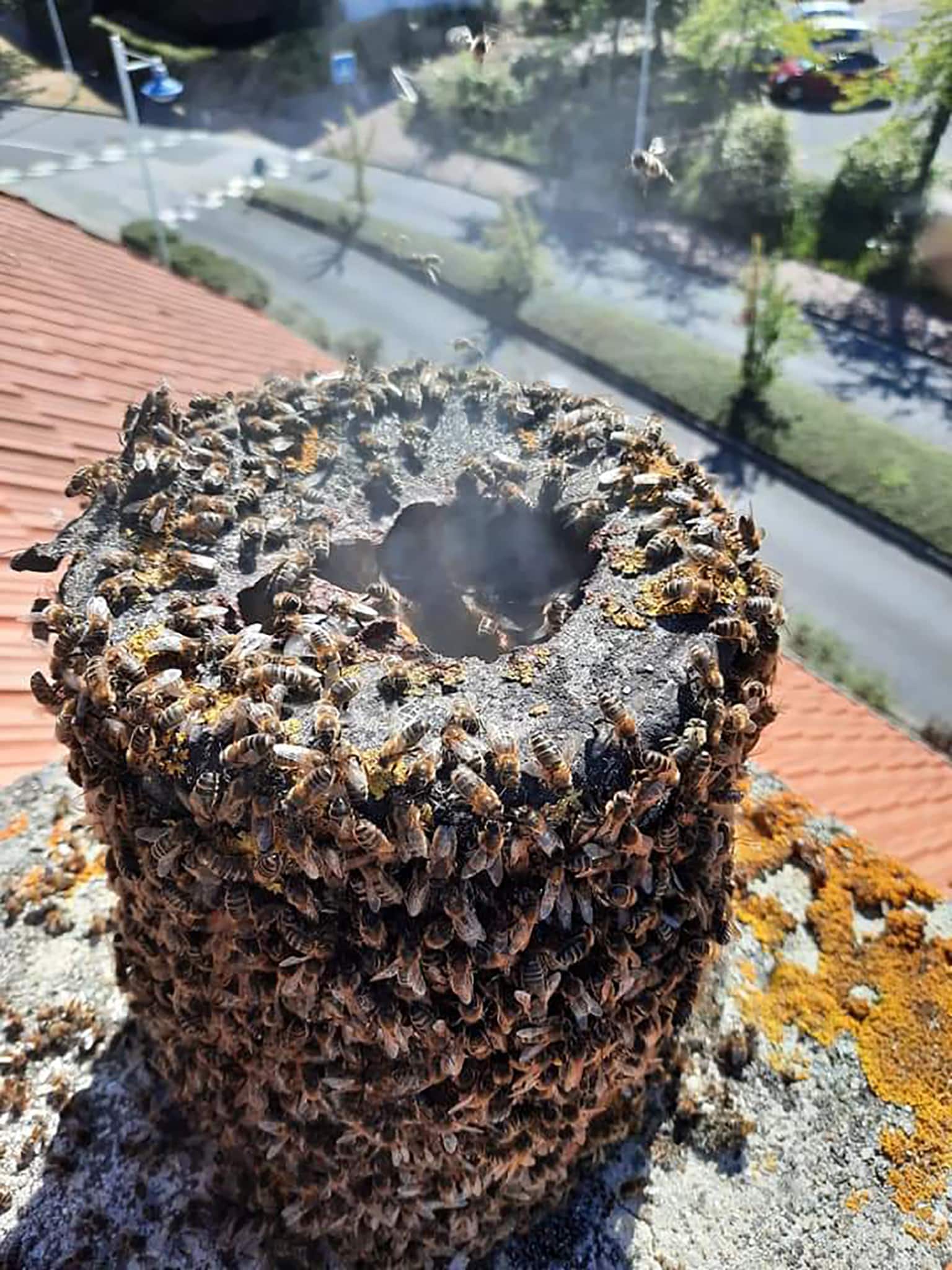 Récupération abeilles, ANF 14